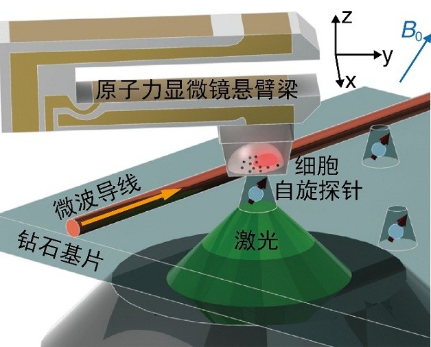 給肝癌細胞拍"超清寫真"，"鉆石傳感器"分辨率可達10納米