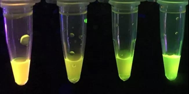 外國(guó)化學(xué)家開(kāi)發(fā)新型紙質(zhì)傳感器，可檢測(cè)強(qiáng)效神經(jīng)毒素